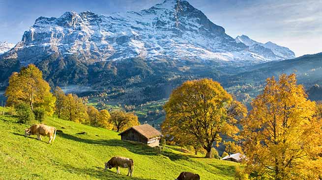Cows in Bernese Oberland